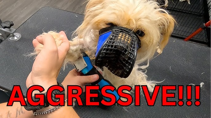How to Groom Aggressive Dog
