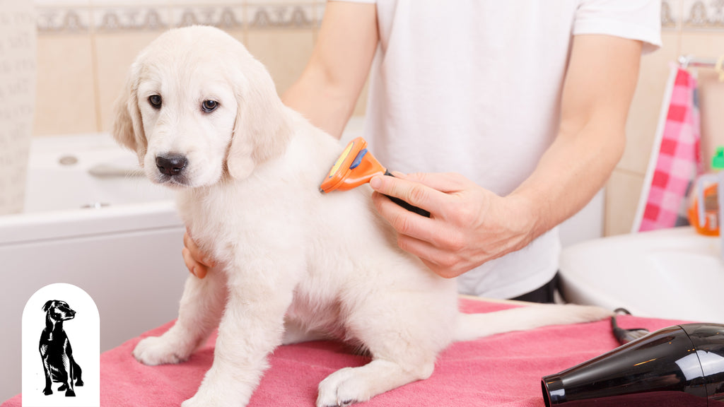 How to Groom Dog at Home