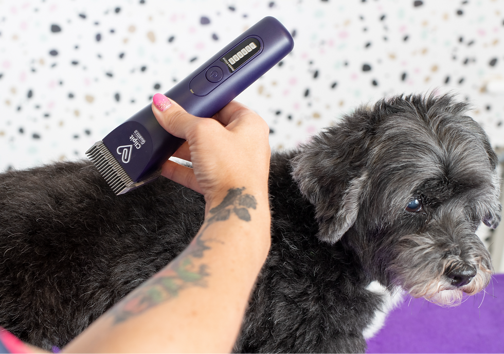 How to Groom Dog With Clippers