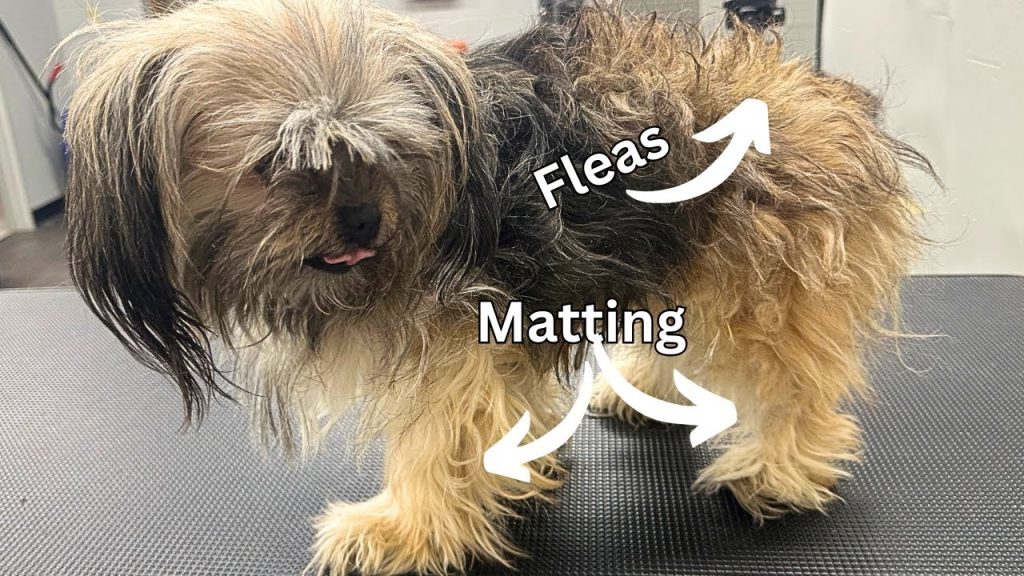 How to Groom Matted Dog
