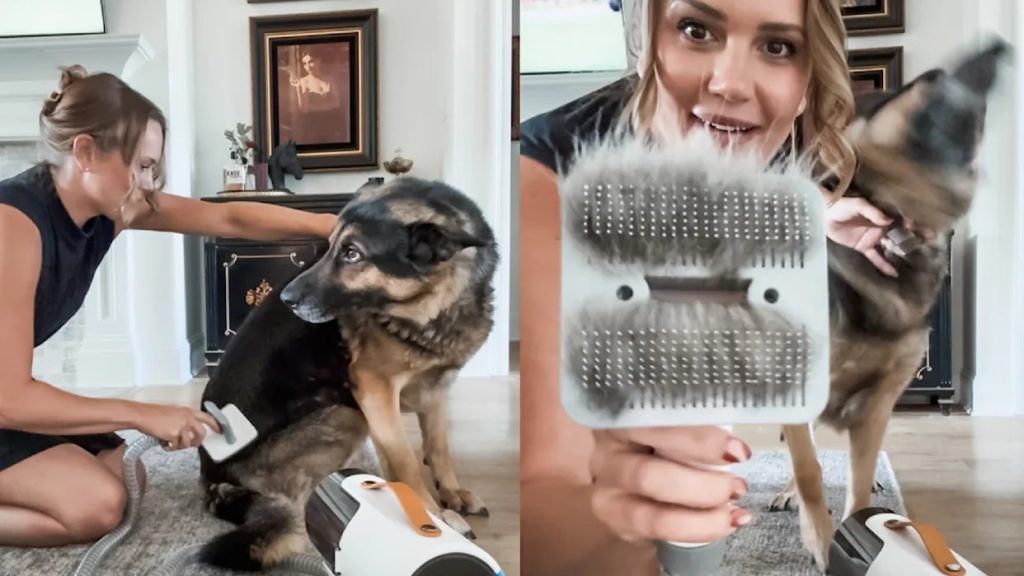 How to Groom Your Dog With Clippers