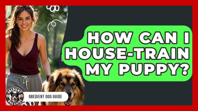 How to House Train My Dog
