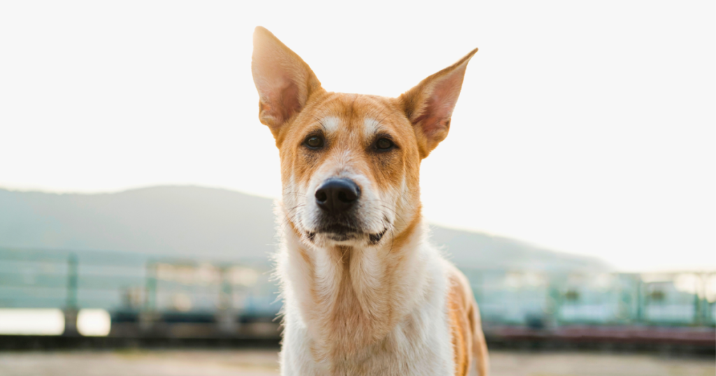 How to Identify Mixed Dog Breeds