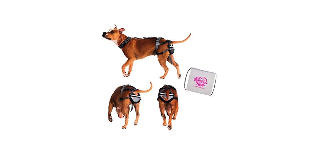How to Keep Dogs from Breeding