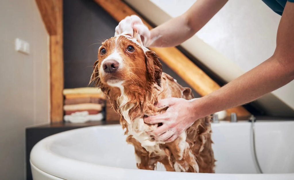 How to Learn How to Groom Dogs