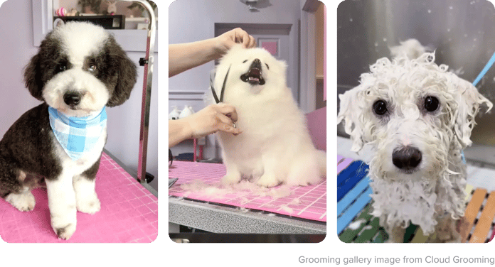 How to Learn to Groom Dogs