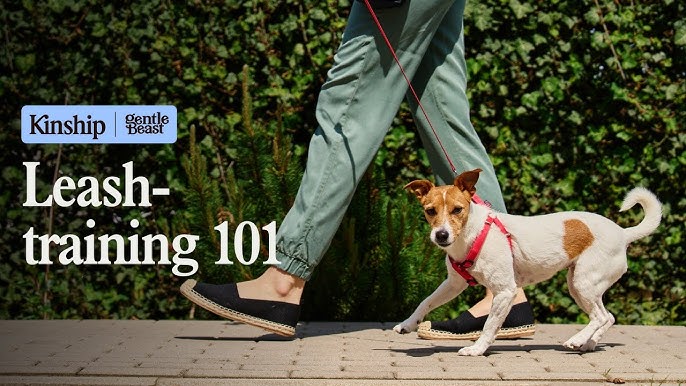 How to Make Dog Stop Pulling on Leash