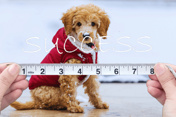 How to Measure Dog Clothes