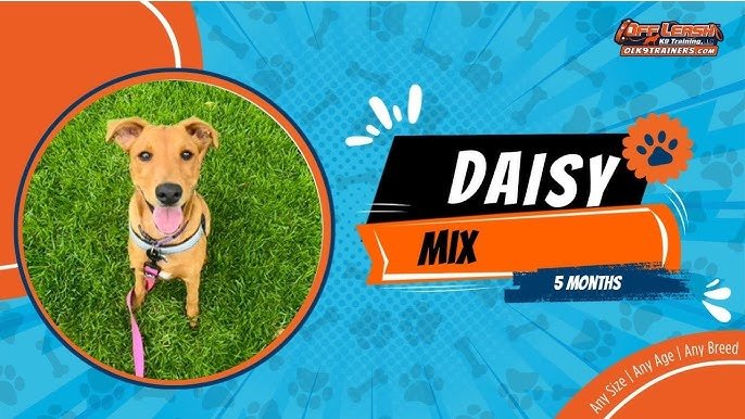 How to off Leash Dog Training