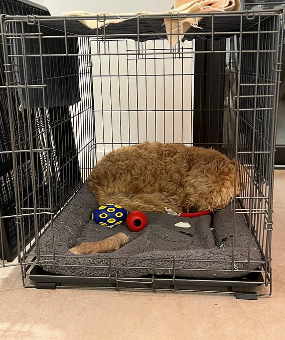 How to Open Dog Crate
