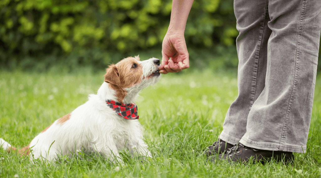 How to Potty Train Older Dog