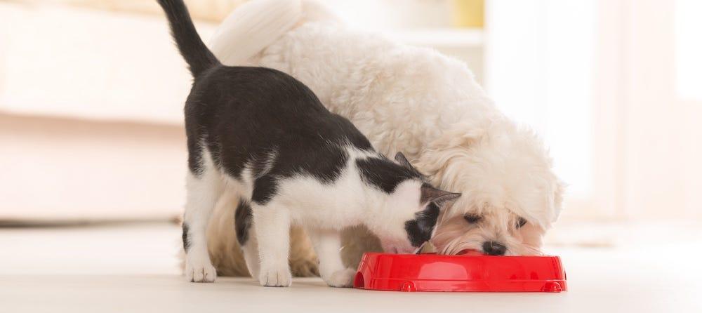 How to Prevent Dog from Eating Cat Food
