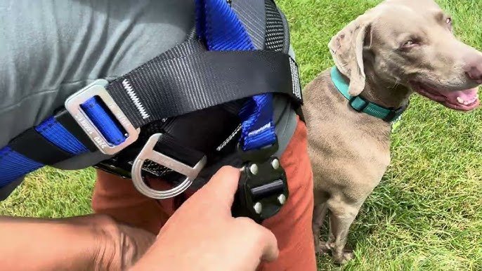 How to Put a Kong Dog Harness on