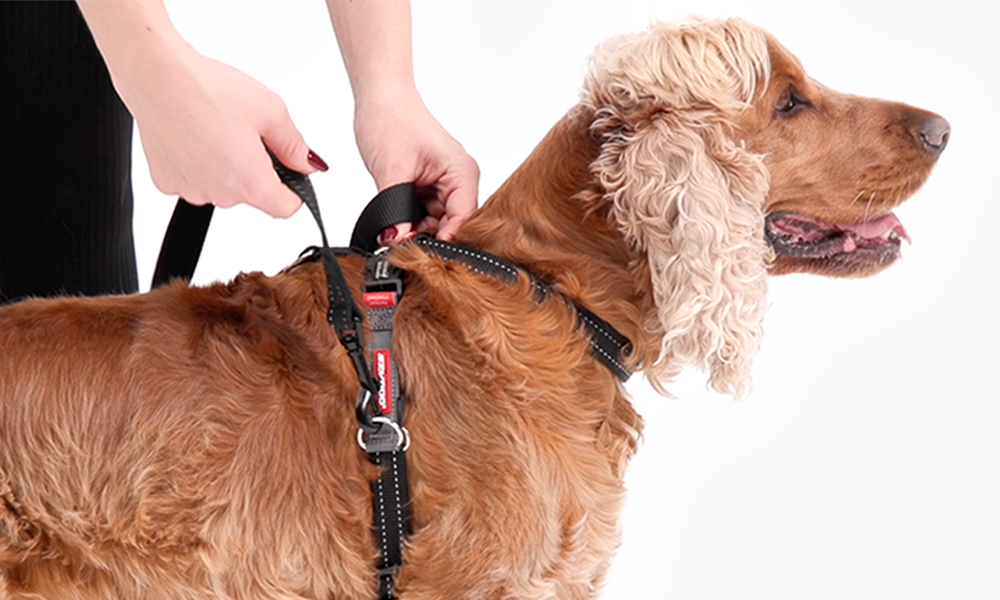 How to Put a Leash on Dog