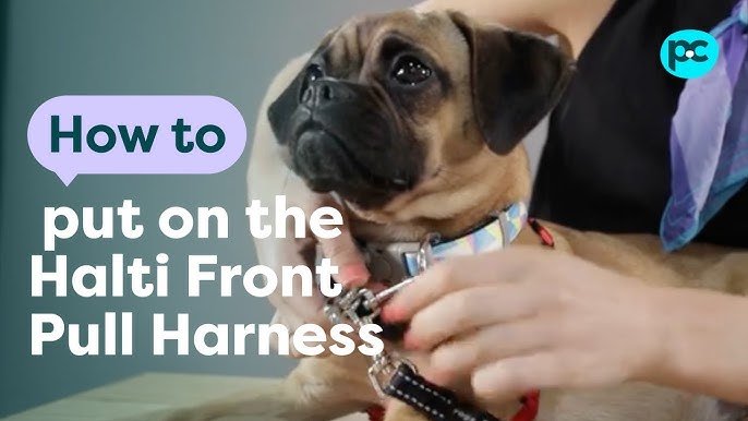 How to Put Dog Harness on