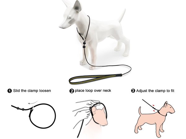 How to Put Dog Leash on