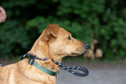 How to Put on Basic Dog Leash