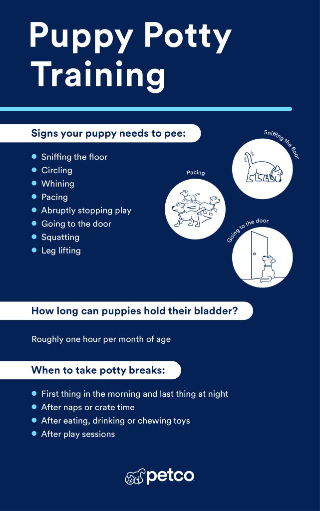 How to Re Potty Train a Dog