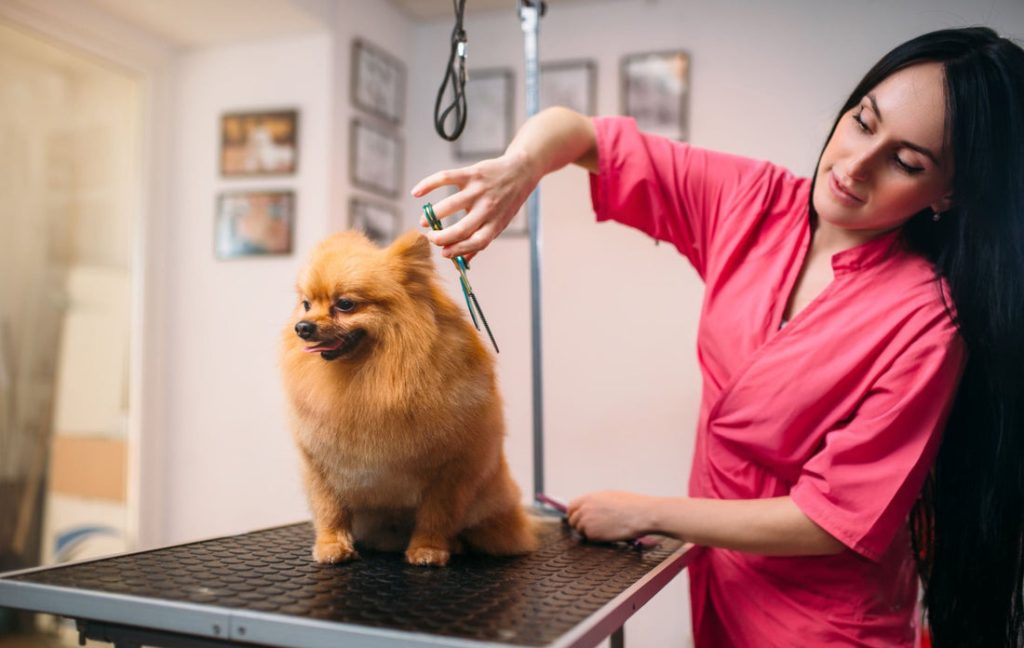 How to Set Up a Dog Grooming Business