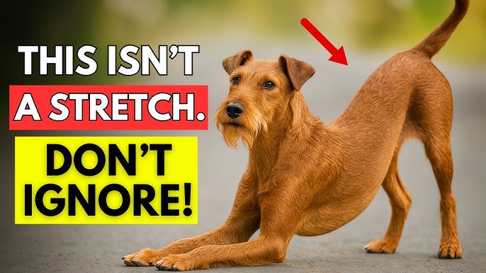How to Start Breeding Dogs