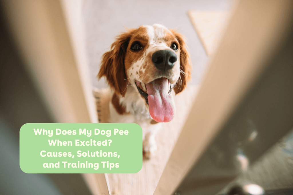 How to Stop Anxiety Peeing in Dogs
