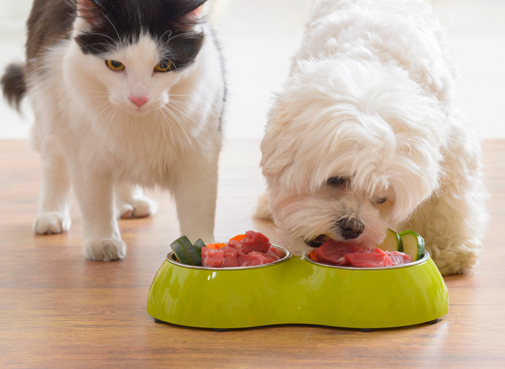 How to Stop Dog from Eating Cat Food