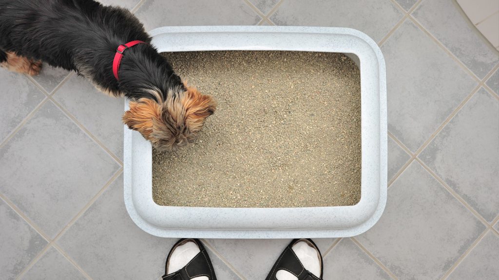 How to Stop Dog Pooping in Crate