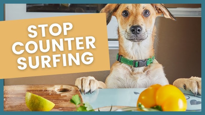 How to Stop My Dog from Stealing Food