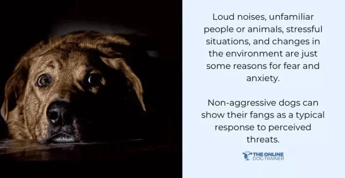 How to Stop Toy Aggression in Dogs