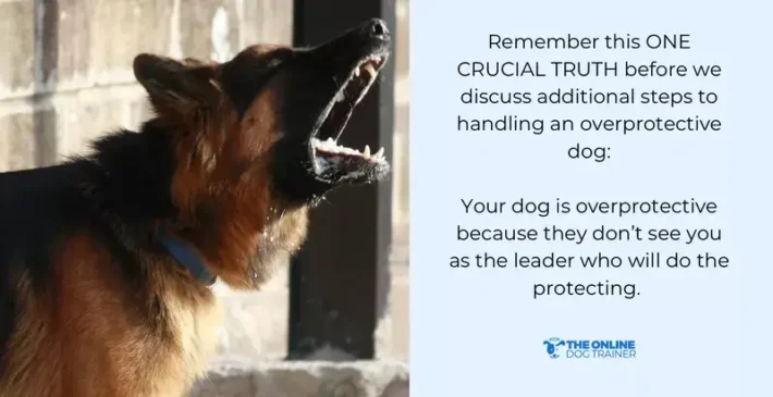 How to Train a Dog to Be Protective