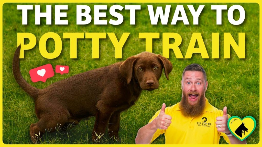 How to Train a Dog to Potty