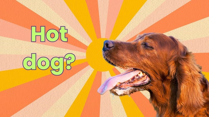 How to Train a Frightened Dog