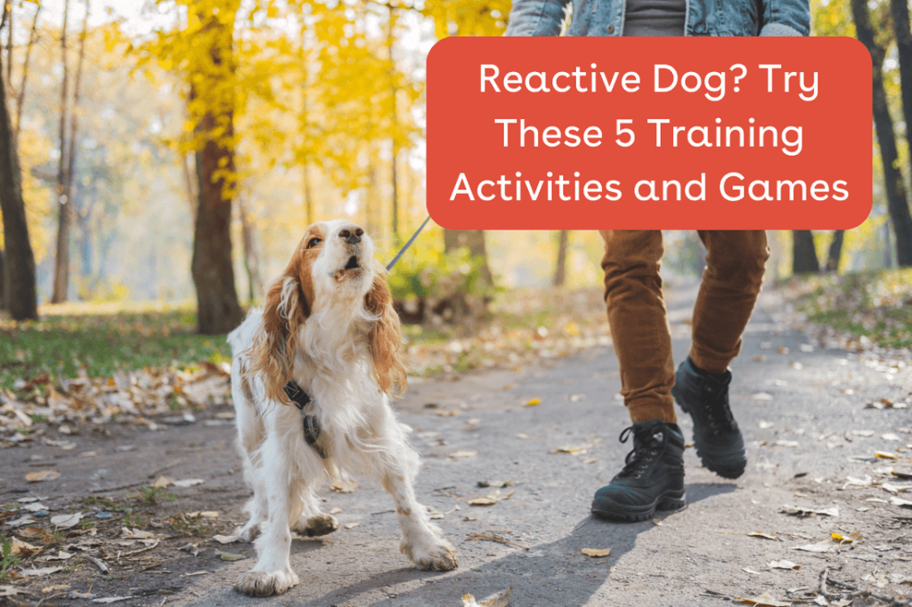 How to Train a Reactive Dog at Home