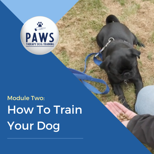 How to Train a Therapy Dog