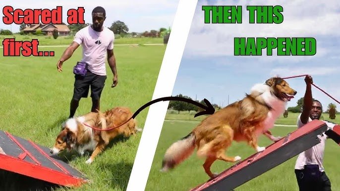 How to Train a Timid Dog