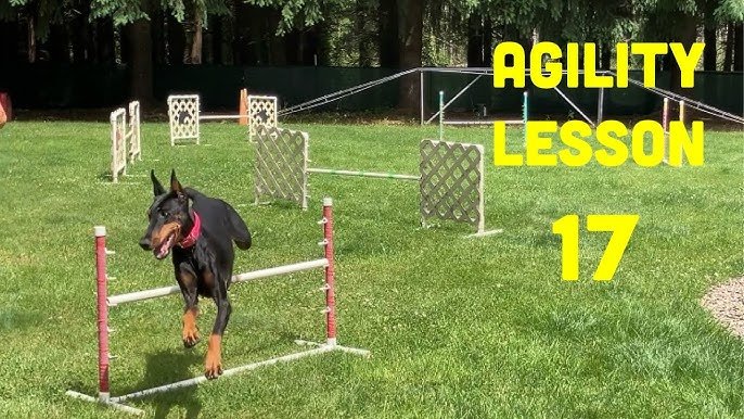 How to Train Dog for Agility