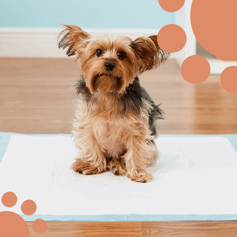 How to Train Dogs to Pee on Pads