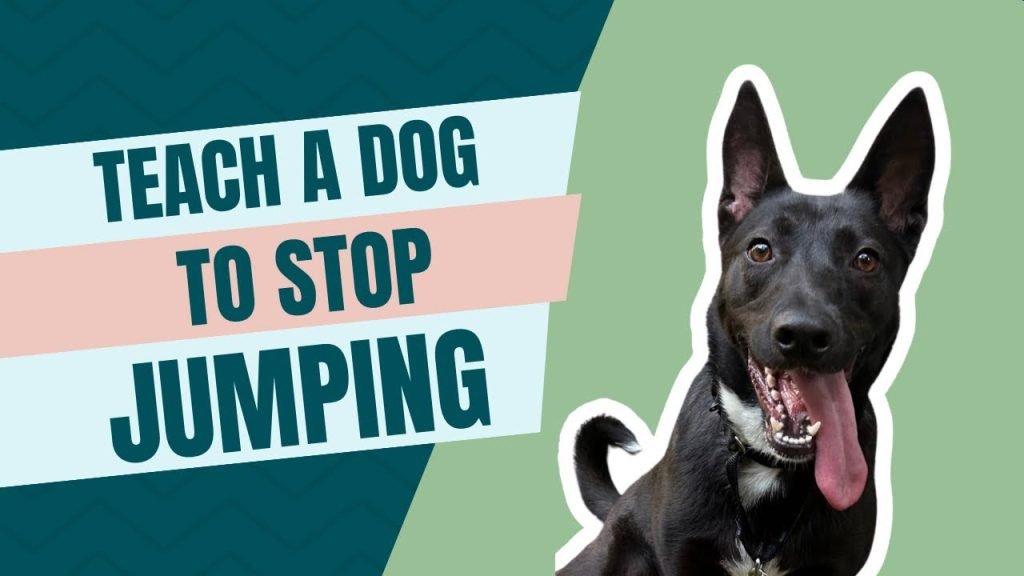 How to Train Your Dog to Stop Jumping