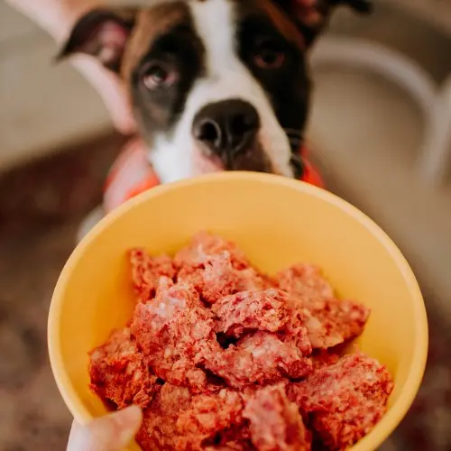 How to Transition Dog to Raw Food