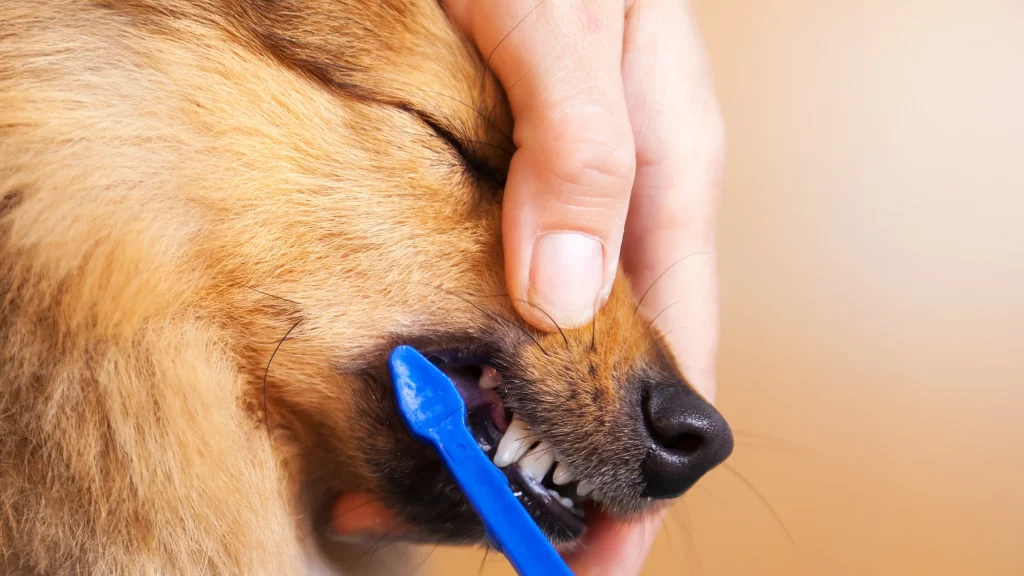 How to Treat Dental Disease in Dogs