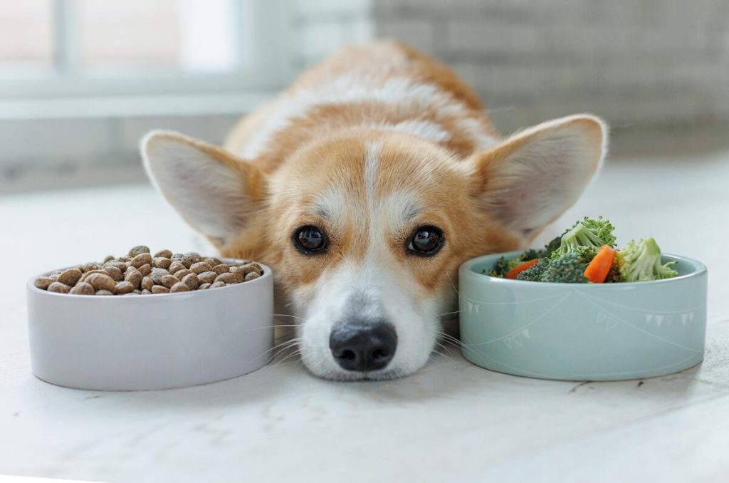 How to Treat Dog Food Poisoning at Home