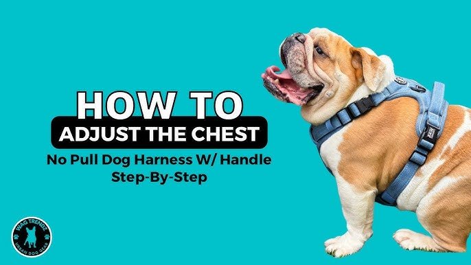 How to Use Easy Walk Dog Harness