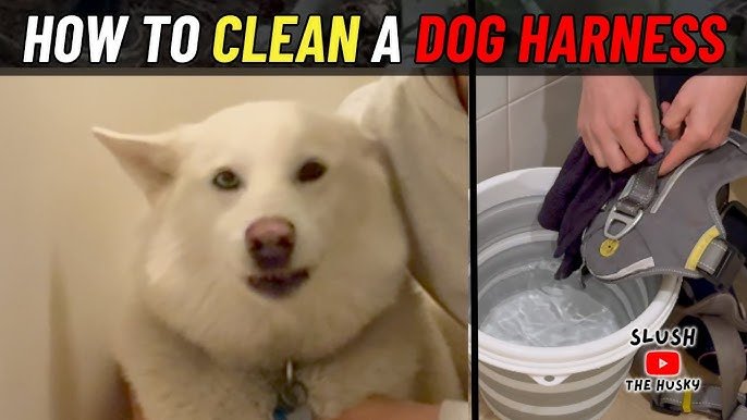 How to Wash Dog Harness