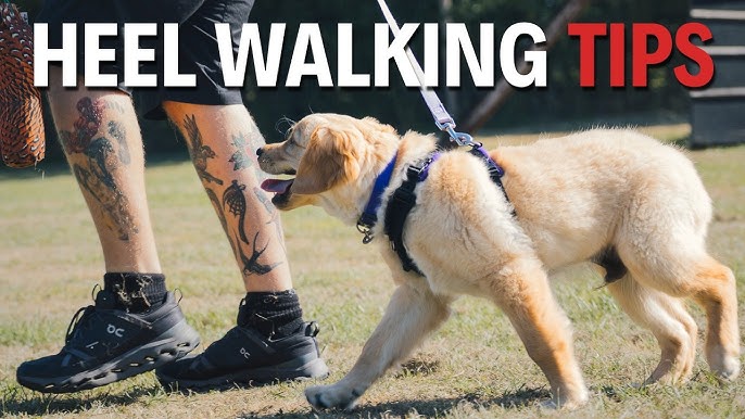 How Train a Dog to Walk on Leash