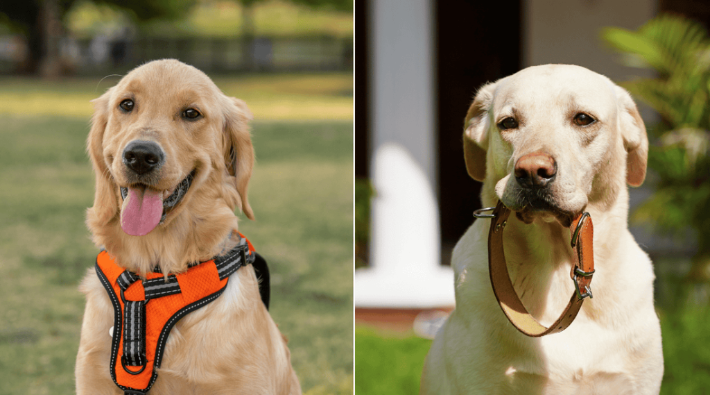 Is a Dog Harness Better Than a Leash