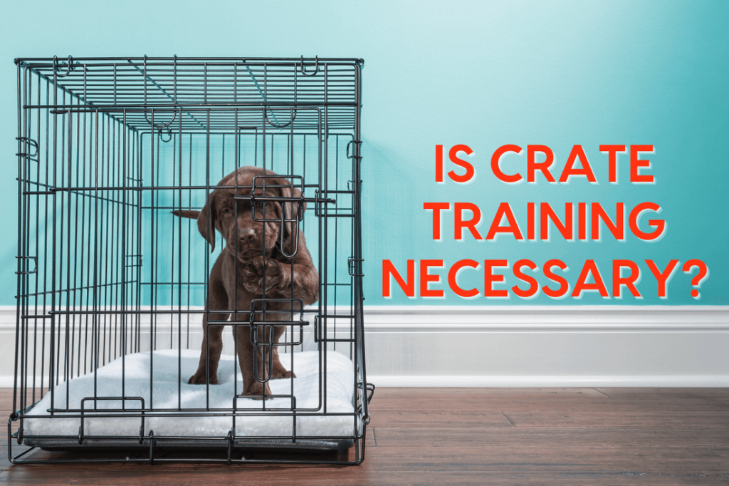Is Crate Training a Dog Cruel