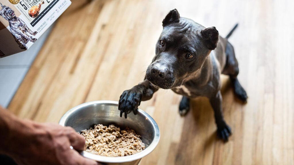 Is Dehydrated Dog Food Healthy