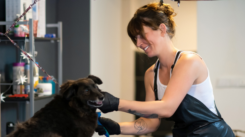 Is Dog Grooming a Good Career
