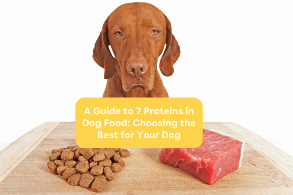 Is Lamb Dog Food Better Than Chicken