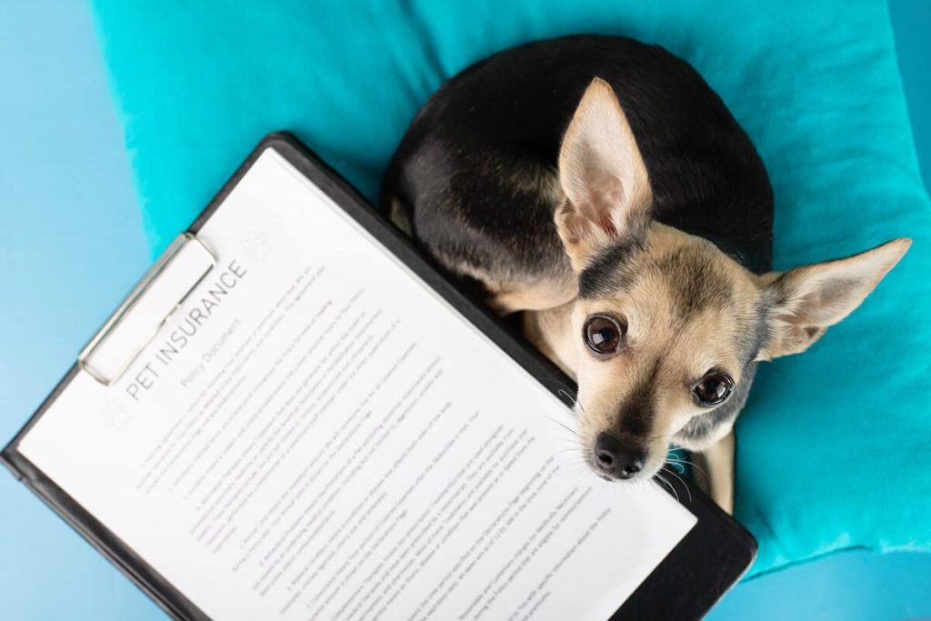 Is Pet Insurance Worth It for Dogs